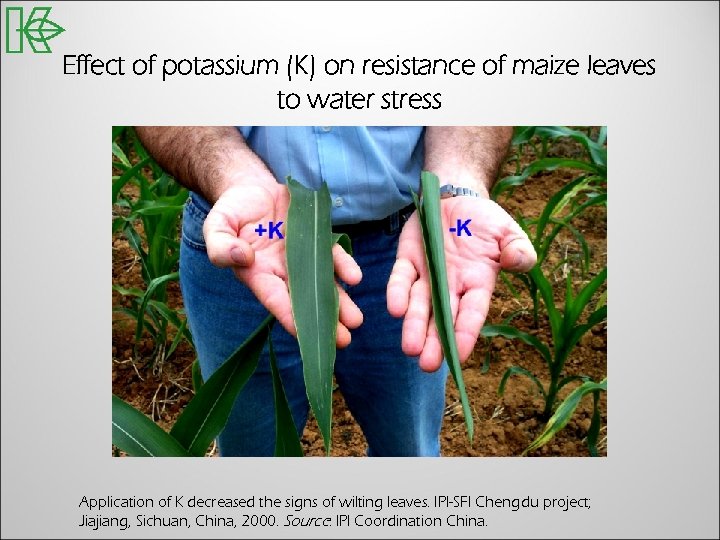 Effect of potassium (K) on resistance of maize leaves to water stress Application of