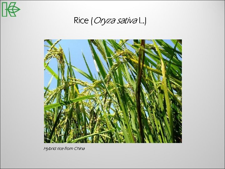 Rice (Oryza sativa L. ) Hybrid rice from China 