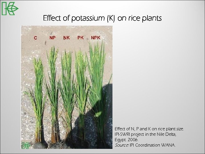 Effect of potassium (K) on rice plants Effect of N, P and K on