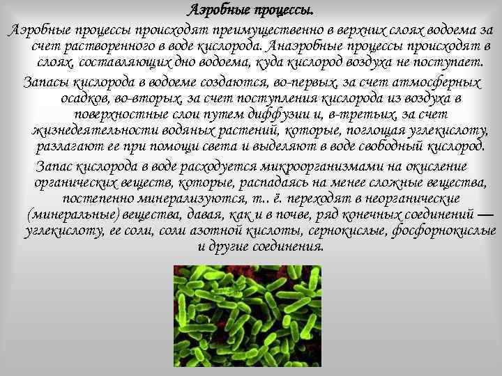 Аэробные процессы происходят преимущественно в верхних слоях водоема за счет растворенного в воде кислорода.