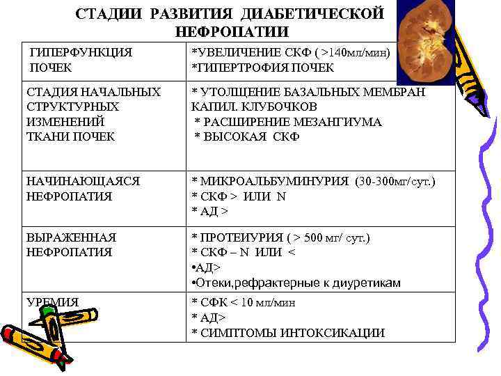 СТАДИИ РАЗВИТИЯ ДИАБЕТИЧЕСКОЙ НЕФРОПАТИИ ГИПЕРФУНКЦИЯ ПОЧЕК *УВЕЛИЧЕНИЕ СКФ ( >140 мл/мин) *ГИПЕРТРОФИЯ ПОЧЕК СТАДИЯ