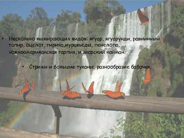  • Несколько вымирающих видов: ягуар, ягуарунди, равнинный тапир, оцелот, тирика, муравьеды, пенелопа, южноамериканская