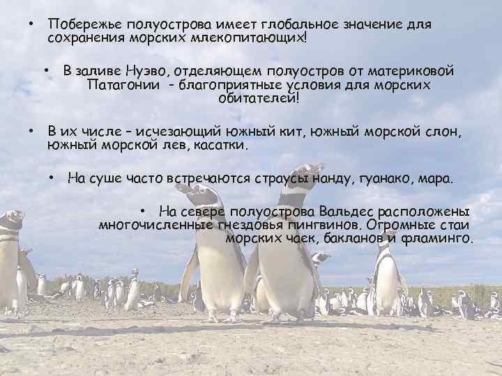  • Побережье полуострова имеет глобальное значение для сохранения морских млекопитающих! • В заливе