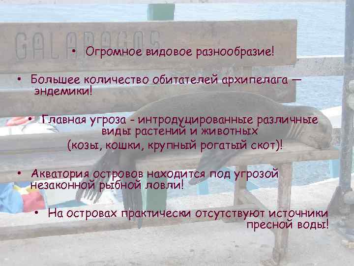  • Огромное видовое разнообразие! • Большее количество обитателей архипелага — эндемики! • Главная