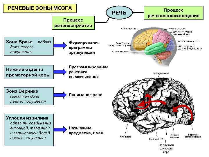 РЕЧЕВЫЕ ЗОНЫ МОЗГА Процесс речевосприятия Зона Брока лобная доля левого полушария Нижние отделы премоторной