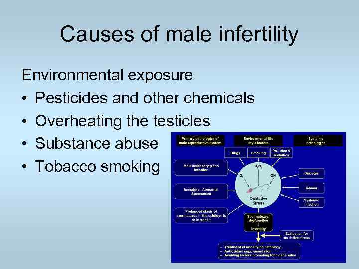 Causes of male infertility Environmental exposure • Pesticides and other chemicals • Overheating the