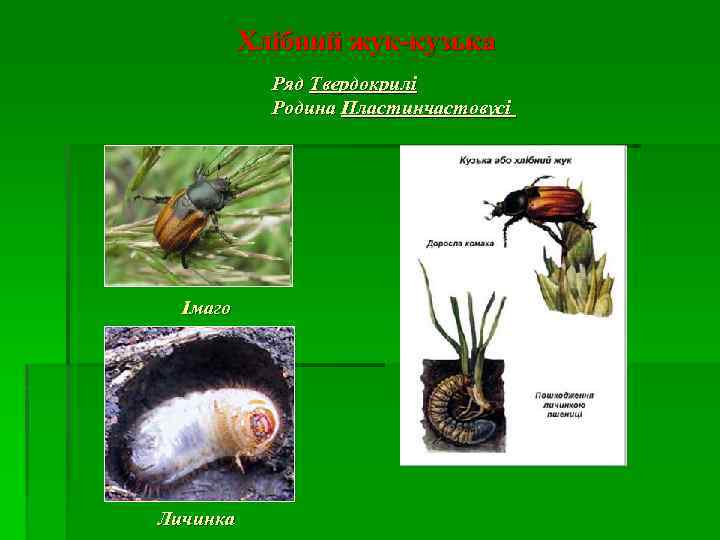 Хлібний жук-кузька Ряд Твердокрилі Родина Пластинчастовусі Імаго Личинка 