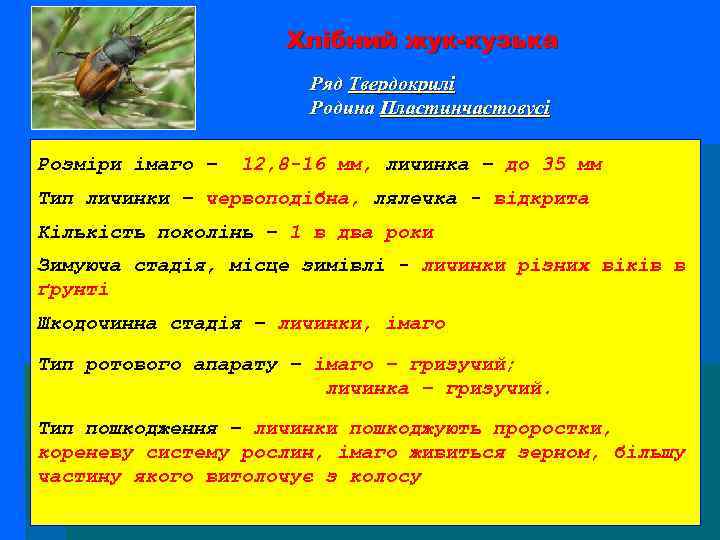 Хлібний жук-кузька Ряд Твердокрилі Родина Пластинчастовусі Розміри імаго – 12, 8 -16 мм, личинка