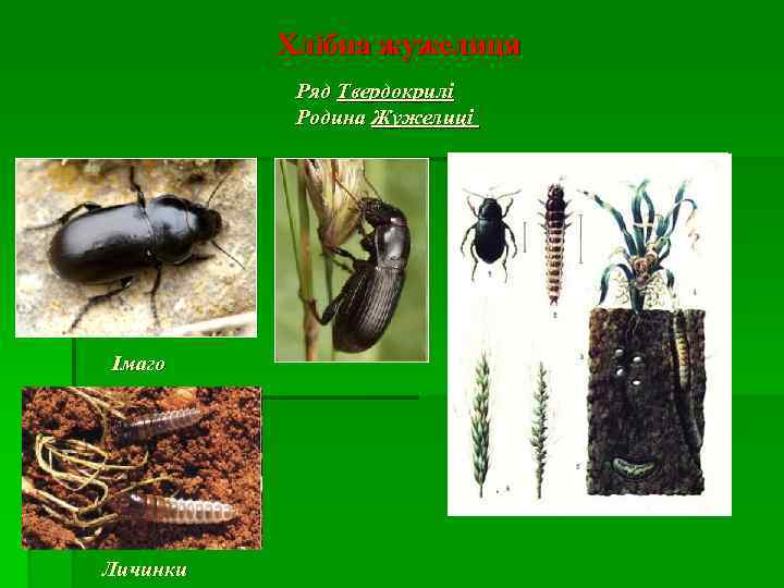 Хлібна жужелиця Ряд Твердокрилі Родина Жужелиці Імаго Личинки 