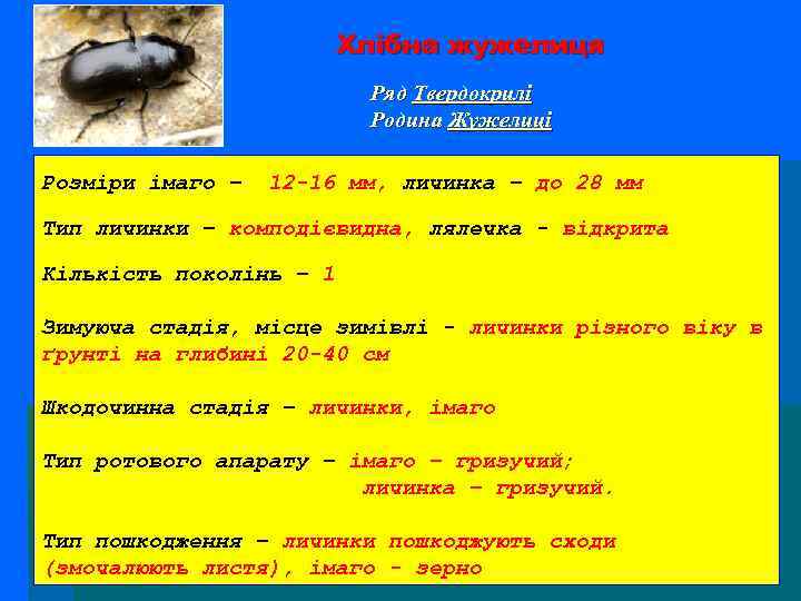 Хлібна жужелиця Ряд Твердокрилі Родина Жужелиці Розміри імаго – 12 -16 мм, личинка –
