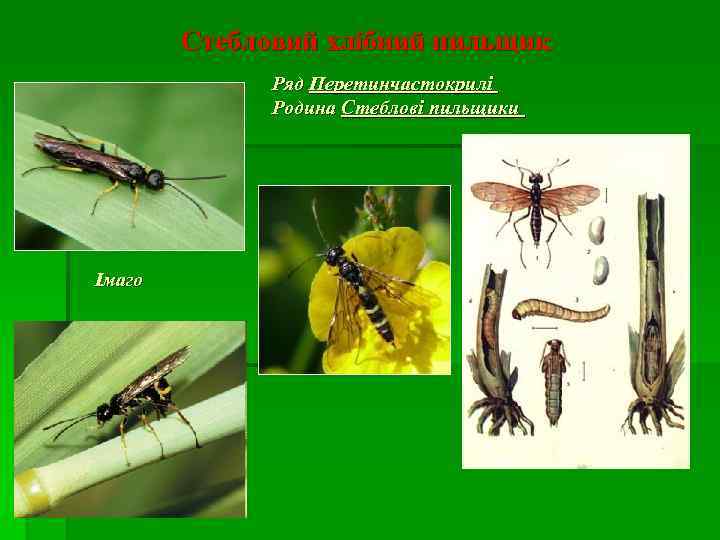 Стебловий хлібний пильщик Ряд Перетинчастокрилі Родина Стеблові пильщики Імаго 