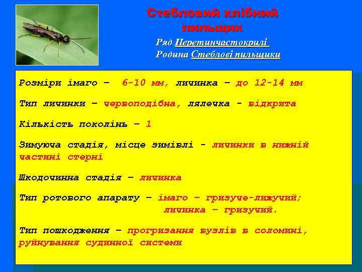 Стебловий хлібний пильщик Ряд Перетинчастокрилі Родина Стеблові пильщики Розміри імаго – 6 -10 мм,