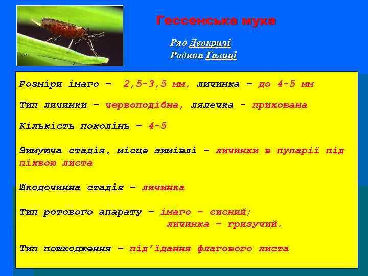 Гессенська муха Ряд Двокрилі Родина Галиці Розміри імаго – 2, 5 -3, 5 мм,