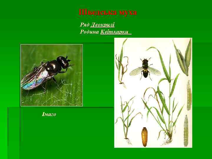 Шведська муха Ряд Двокрилі Родина Квіткарки Імаго 
