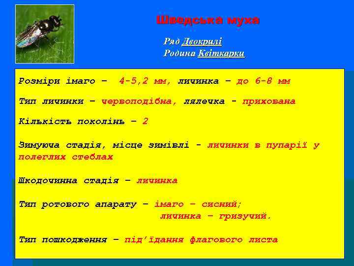 Шведська муха Ряд Двокрилі Родина Квіткарки Розміри імаго – 4 -5, 2 мм, личинка