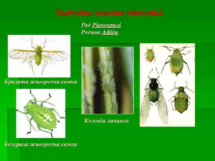 Звичайна злакова попелиця Ряд Рівнокрилі Родина Афіди Крилата живородна самка Колонія личинок Безкрила живородна