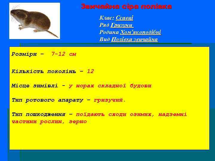 Звичайна сіра полівка Клас: Ссавці Ряд Гризуни Родина Хом'якоподібні Вид Полівка звичайна Розміри –