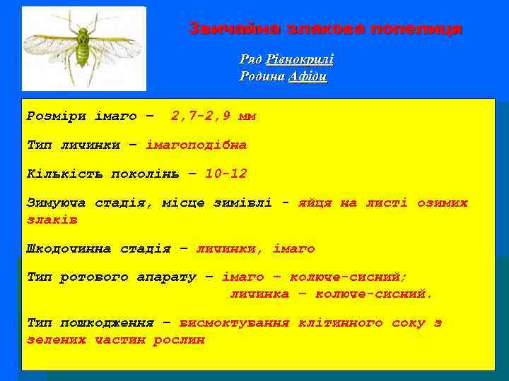 Звичайна злакова попелиця Ряд Рівнокрилі Родина Афіди Розміри імаго – 2, 7 -2, 9