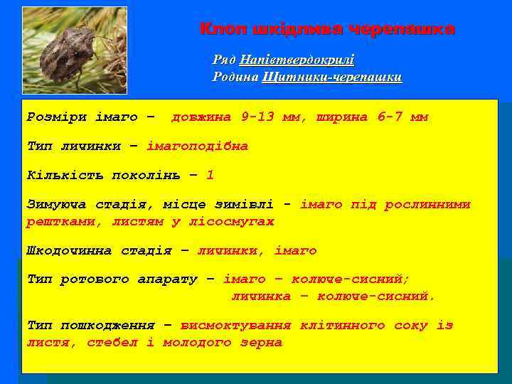 Клоп шкідлива черепашка Ряд Напівтвердокрилі Родина Щитники-черепашки Розміри імаго – довжина 9 -13 мм,
