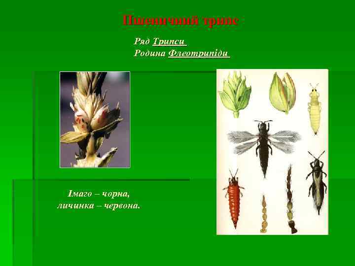 Пшеничний трипс Ряд Трипси Родина Флеотрипіди Імаго – чорна, личинка – червона. 