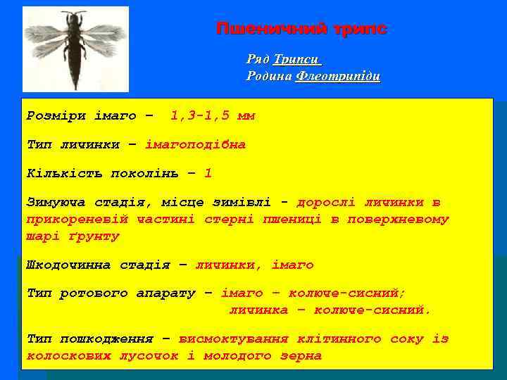 Пшеничний трипс Ряд Трипси Родина Флеотрипіди Розміри імаго – 1, 3 -1, 5 мм