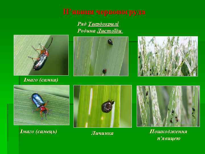 П’явиця червоногруда Ряд Твердокрилі Родина Листоїди Імаго (самка) Імаго (самець) Личинка Пошкодження п'явицею 