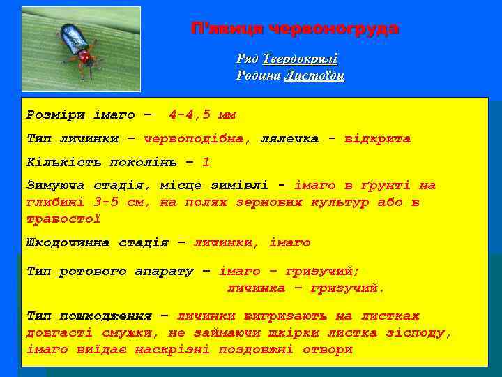П’явиця червоногруда Ряд Твердокрилі Родина Листоїди Розміри імаго – 4 -4, 5 мм Тип