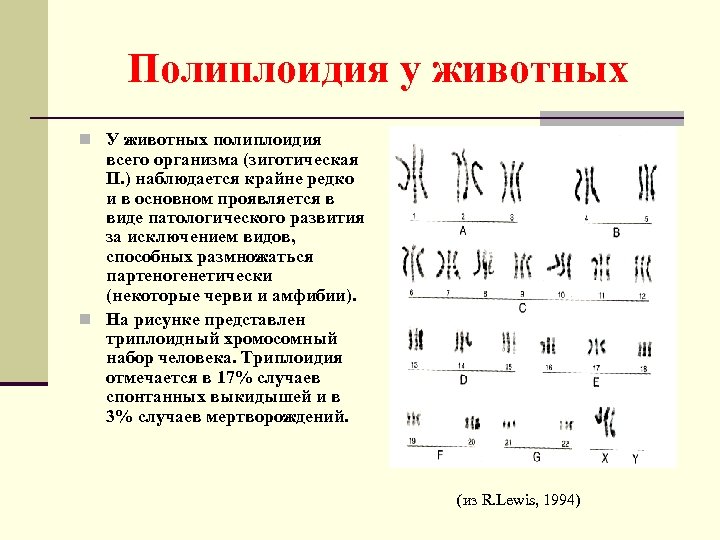 Полиплоидия у животных n У животных полиплоидия всего организма (зиготическая П. ) наблюдается крайне