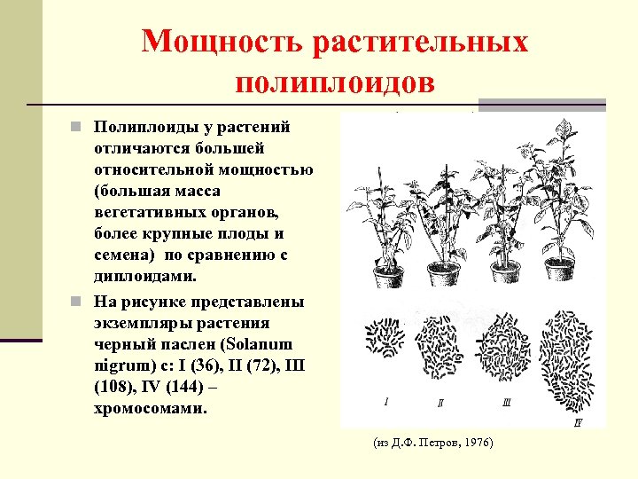 Мощность растительных полиплоидов n Полиплоиды у растений отличаются большей относительной мощностью (большая масса вегетативных