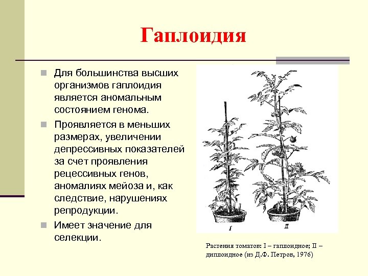 Гаплоидия n Для большинства высших организмов гаплоидия является аномальным состоянием генома. n Проявляется в