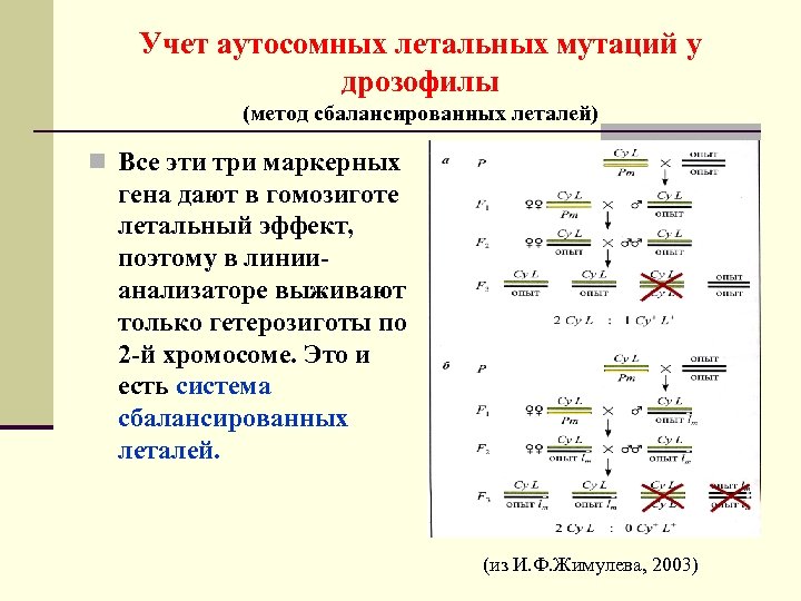 Учет аутосомных летальных мутаций у дрозофилы (метод сбалансированных леталей) n Все эти три маркерных