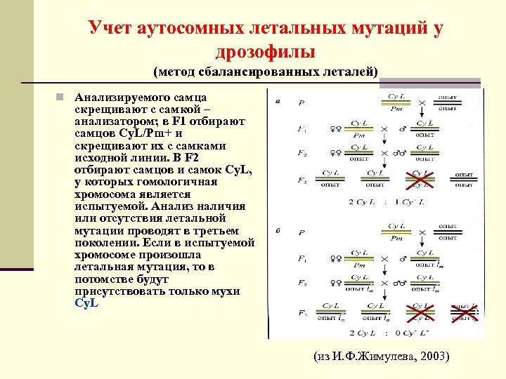 При скрещивании самки дрозофилы