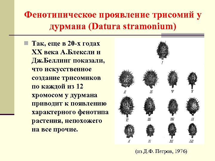 Фенотипическое проявление трисомий у дурмана (Datura stramonium) n Так, еще в 20 -х годах