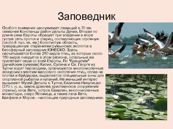 Заповедник Особого внимания заслуживает лежащий в 70 км. севернее Констанцы район дельты Дуная. Вторая