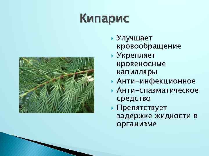 Кипарис Улучшает кровообращение Укрепляет кровеносные капилляры Анти-инфекционное Анти-спазматическое средство Препятствует задержке жидкости в организме