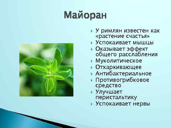 Майоран У римлян известен как «растение счастья» Успокаивает мышцы Оказывает эффект общего расслабления Муколитическое