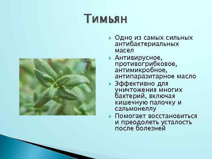 Тимьян Одно из самых сильных антибактериальных масел Антивирусное, противогрибковое, антимикробное, антипаразитарное масло Эффективно для