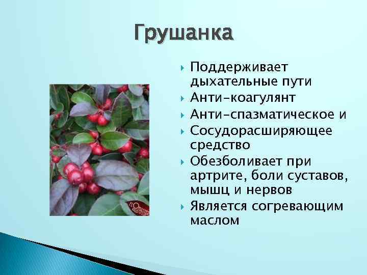Грушанка Поддерживает дыхательные пути Анти-коагулянт Анти-спазматическое и Сосудорасширяющее средство Обезболивает при артрите, боли суставов,