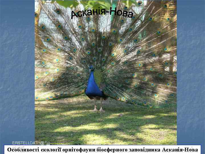 ERSTELLDAT @ "jjjj. MM-tt" 1 Особливості екології орнітофауни біосферного заповідника Асканія-Нова 