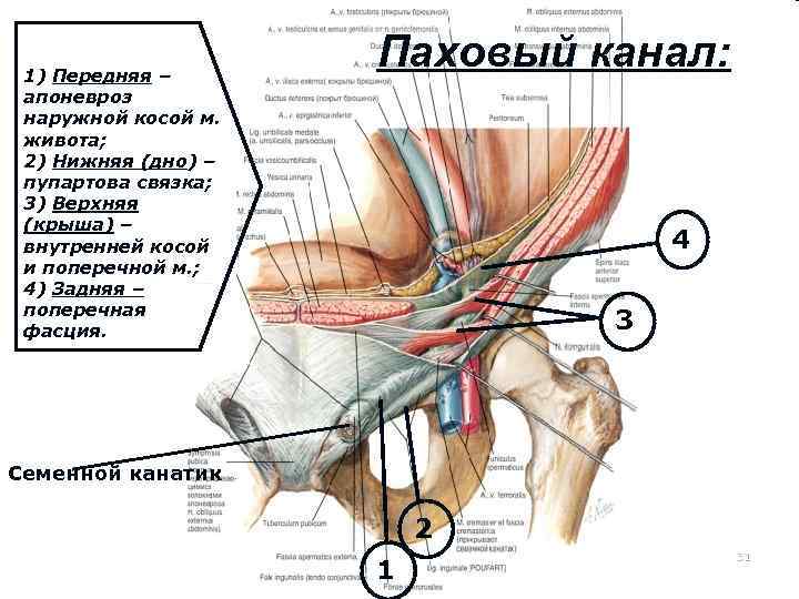 1) Передняя – апоневроз наружной косой м. живота; 2) Нижняя (дно) – пупартова связка;