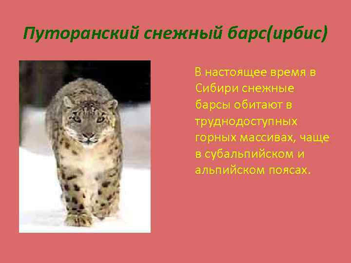 Путоранский снежный барс(ирбис) В настоящее время в Сибири снежные барсы обитают в труднодоступных горных