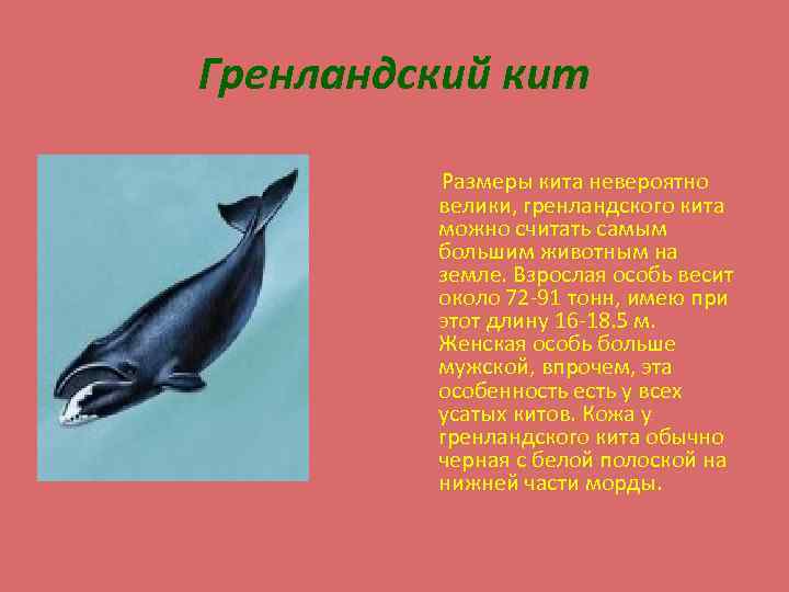 Гренландский кит Размеры кита невероятно велики, гренландского кита можно считать самым большим животным на