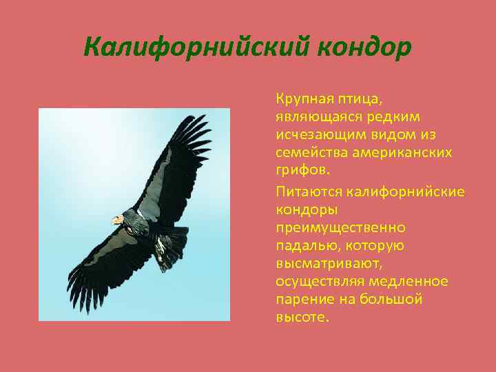Калифорнийский кондор Крупная птица, являющаяся редким исчезающим видом из семейства американских грифов. Питаются калифорнийские