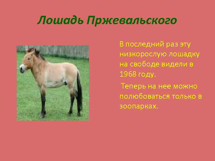 Лошадь Пржевальского В последний раз эту низкорослую лошадку на свободе видели в 1968 году.