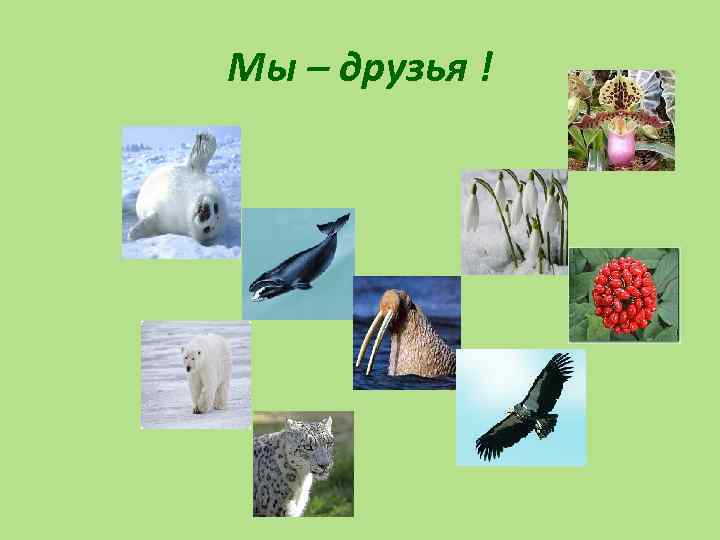 Мы – друзья ! 