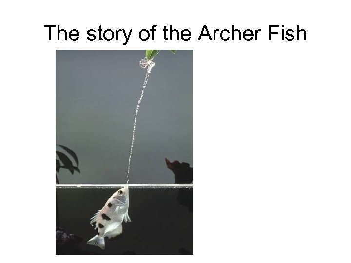 The story of the Archer Fish 