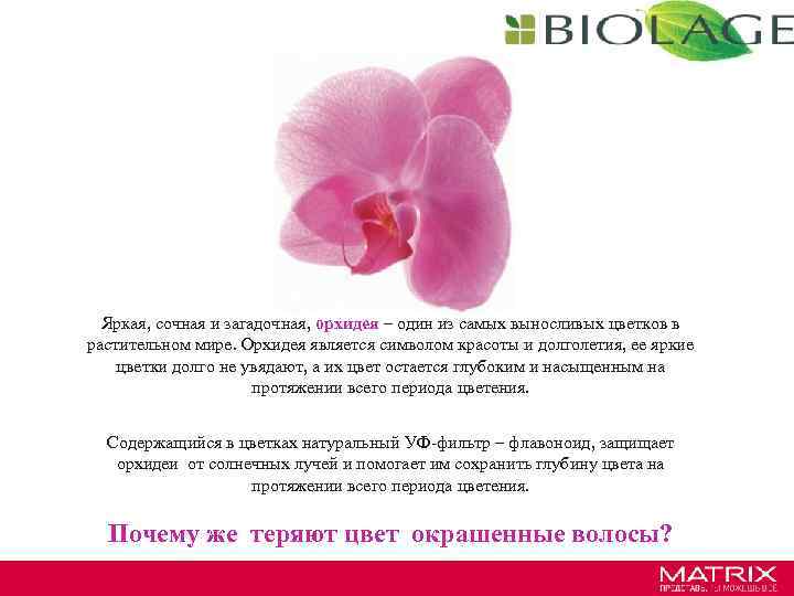 Яркая, сочная и загадочная, орхидея – один из самых выносливых цветков в растительном мире.