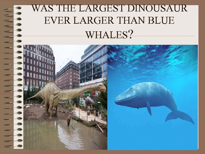 WAS THE LARGEST DINOUSAUR EVER LARGER THAN BLUE WHALES? 