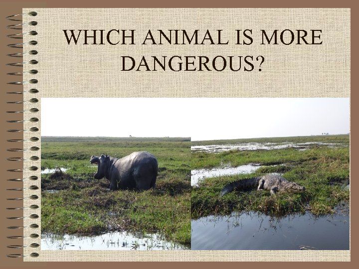 WHICH ANIMAL IS MORE DANGEROUS? 
