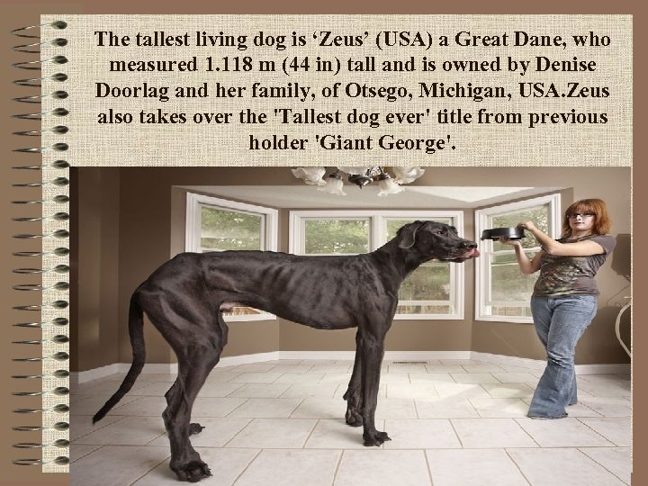 The tallest living dog is ‘Zeus’ (USA) a Great Dane, who measured 1. 118